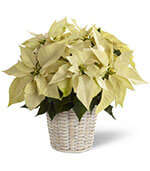 White Poinsettia Basket (Small)